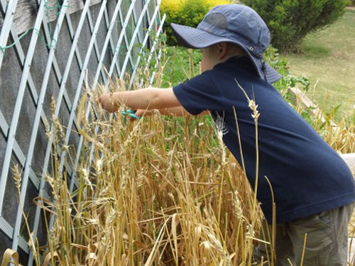 Boy picking Wheat